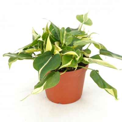 Philodendron heder. 'Silver Stripe' - Upright