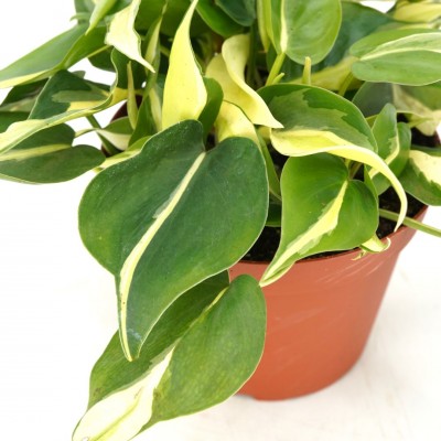 Philodendron heder. 'Silver Stripe' - Upright