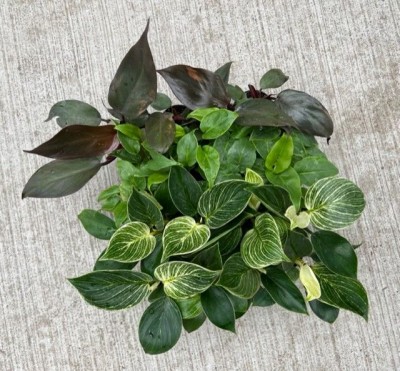 plectranthus mona lavender plant Plectranthus 'Mona Lavender'