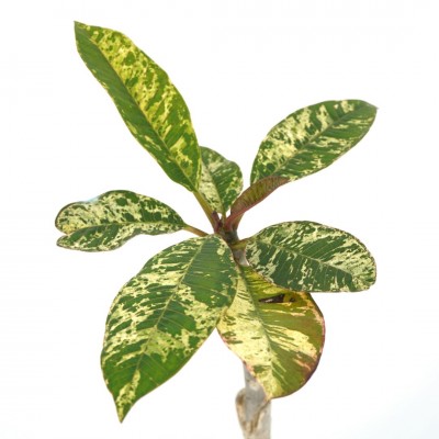 Plumeria 'Freckles'