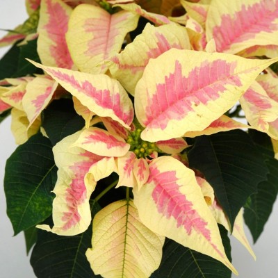 Poinsettia - Marble