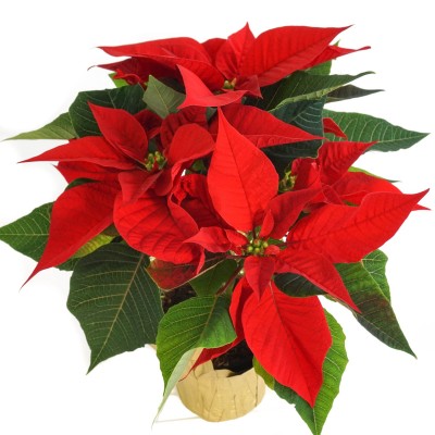 Poinsettia Demi Cups and Saucers, S/4 Gift Boxed - The Cornucopia Shop LLC