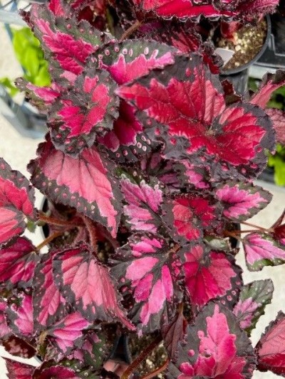 Begonia 'Dibs Rothko'