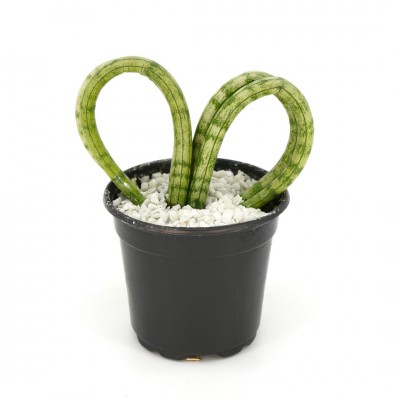 Sansevieria cylindrica - heart