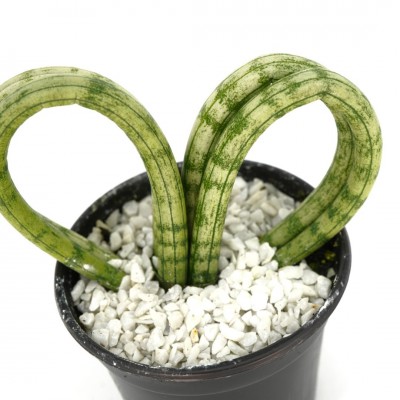 Sansevieria cylindrica - heart