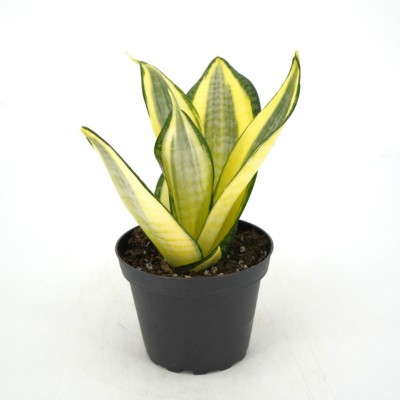 Sansevieria hahnii 'Gold Star'