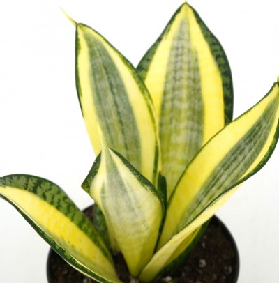 Sansevieria hahnii 'Gold Star'