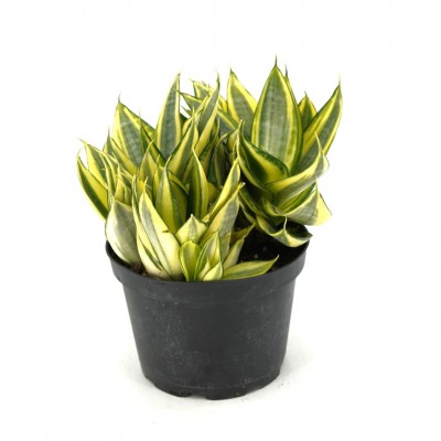 Sansevieria hahnii 'Gold Star'
