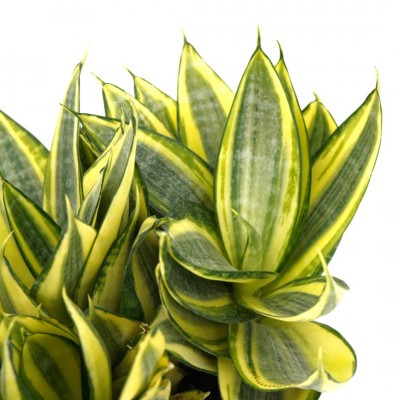 Sansevieria hahnii 'Gold Star'