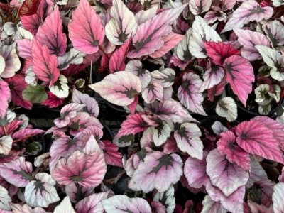 Begonia 'Shadow King Pink'