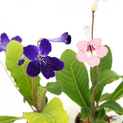 Streptocarpus assorted