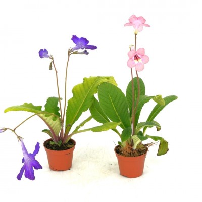 Streptocarpus assorted