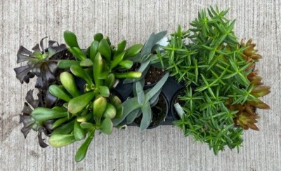 Succulent assorted