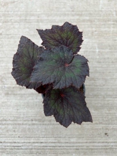 Begonia 'Dibs Thin Mint'