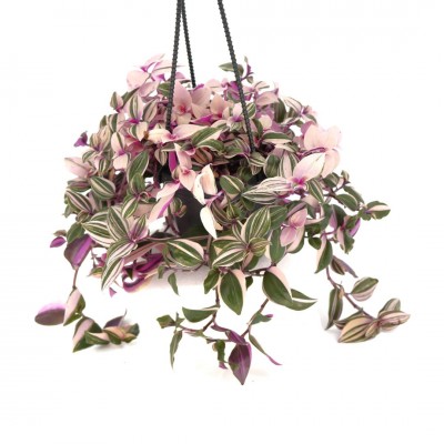 Tradescantia tricolor 'Pink Princess' - HB