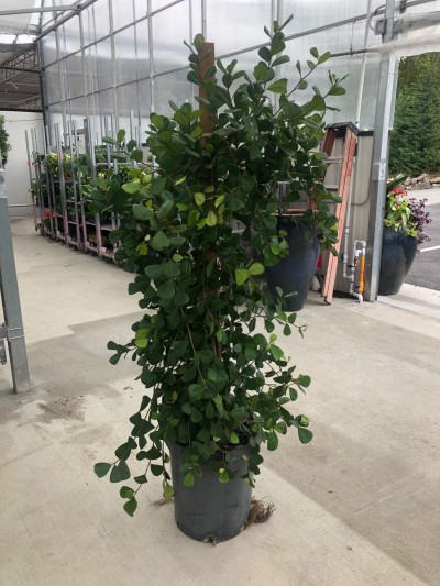 Ficus triangularis